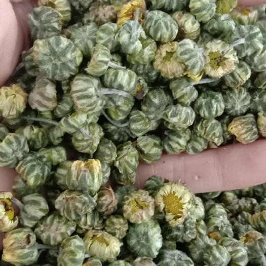 玉林胎菊，胎米色绿菊花