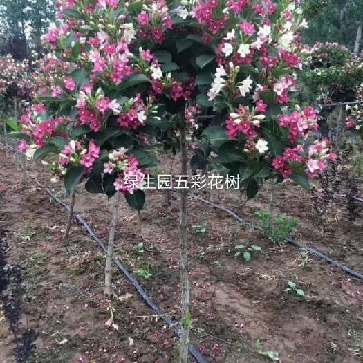 会同县锦带花 五彩锦带树苗基地直销 价格实惠 免费技术指导