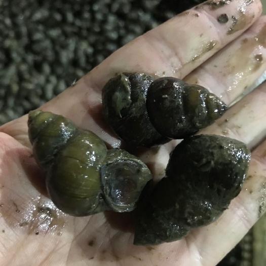 仙桃市湖北螺蛳，石螺，精品食用螺，特石，普石，汤螺，各种归格。