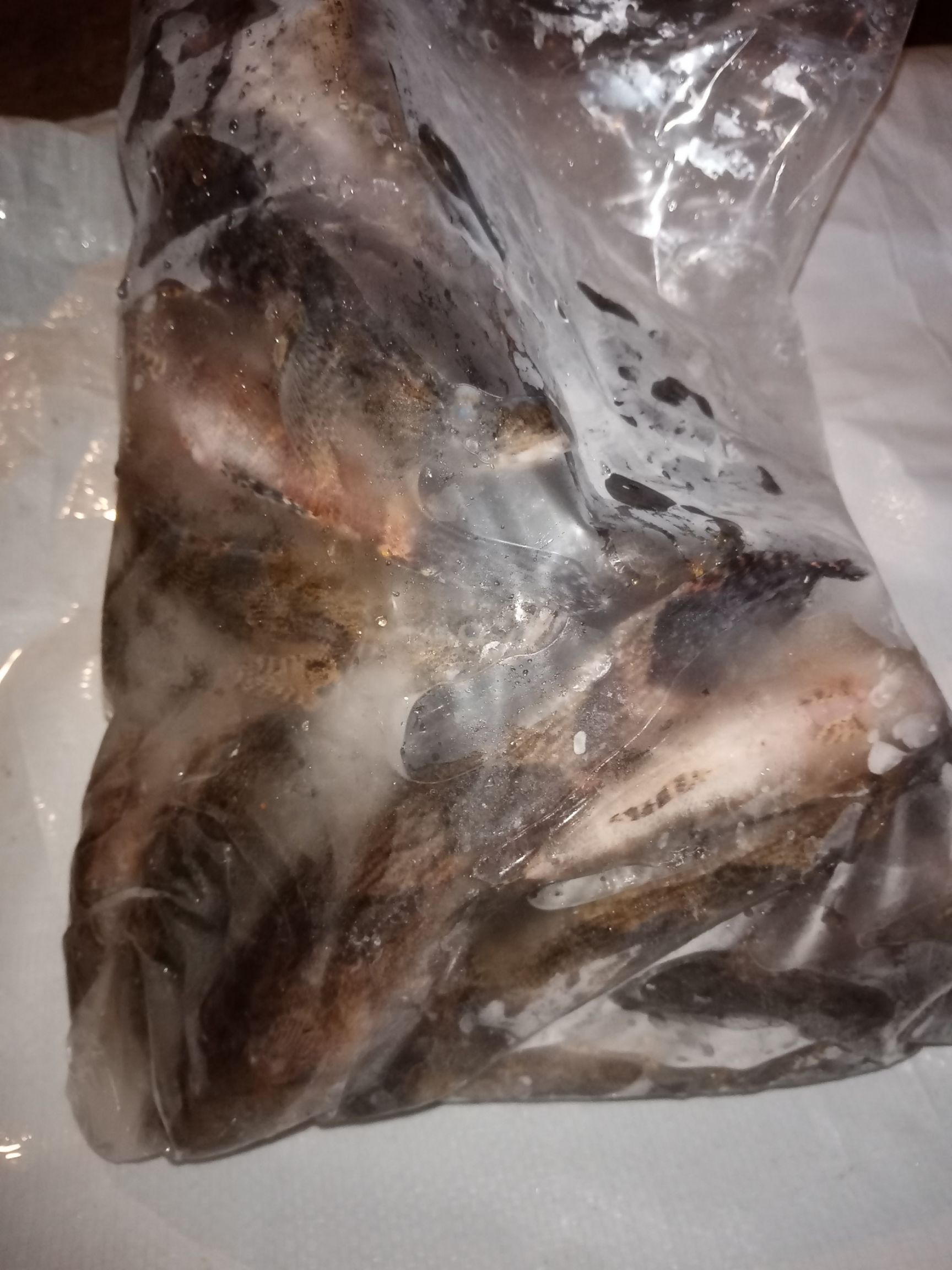 冰鲜笋壳鱼，批发海南水库天然绿色食品笋壳鱼大量供应。
