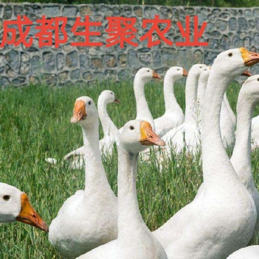 大邑县大三花鹅苗  免费提供养殖技术，全程跟踪服务，包回收！