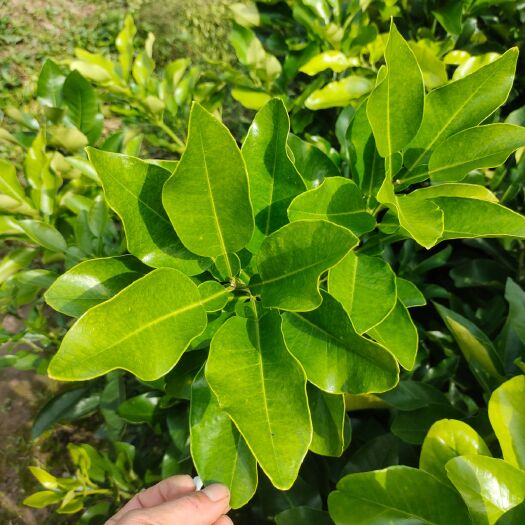 简阳市红心柚苗  红心柚子嫁接苗