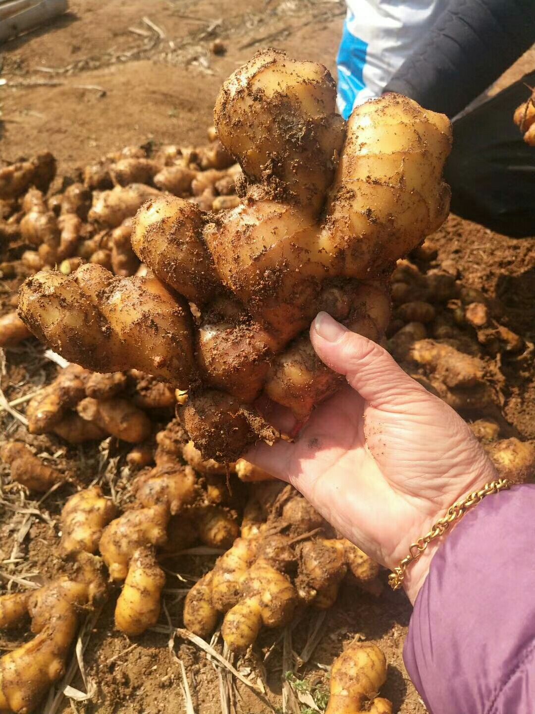 肉姜  生姜产地山东大姜，一手货源，量大从优，货源充足，保质