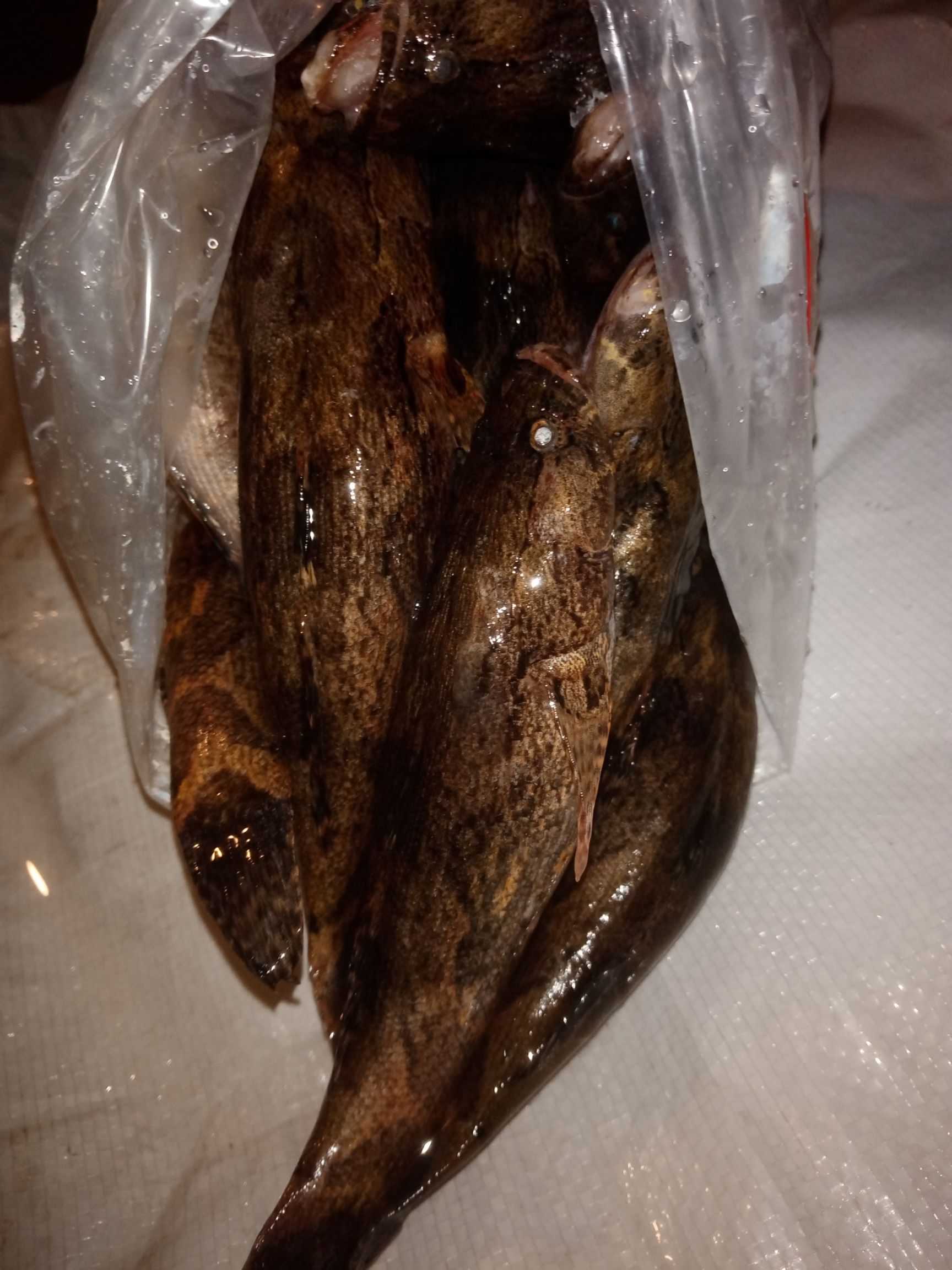 冰鲜笋壳鱼，批发海南水库天然绿色食品笋壳鱼大量供应。