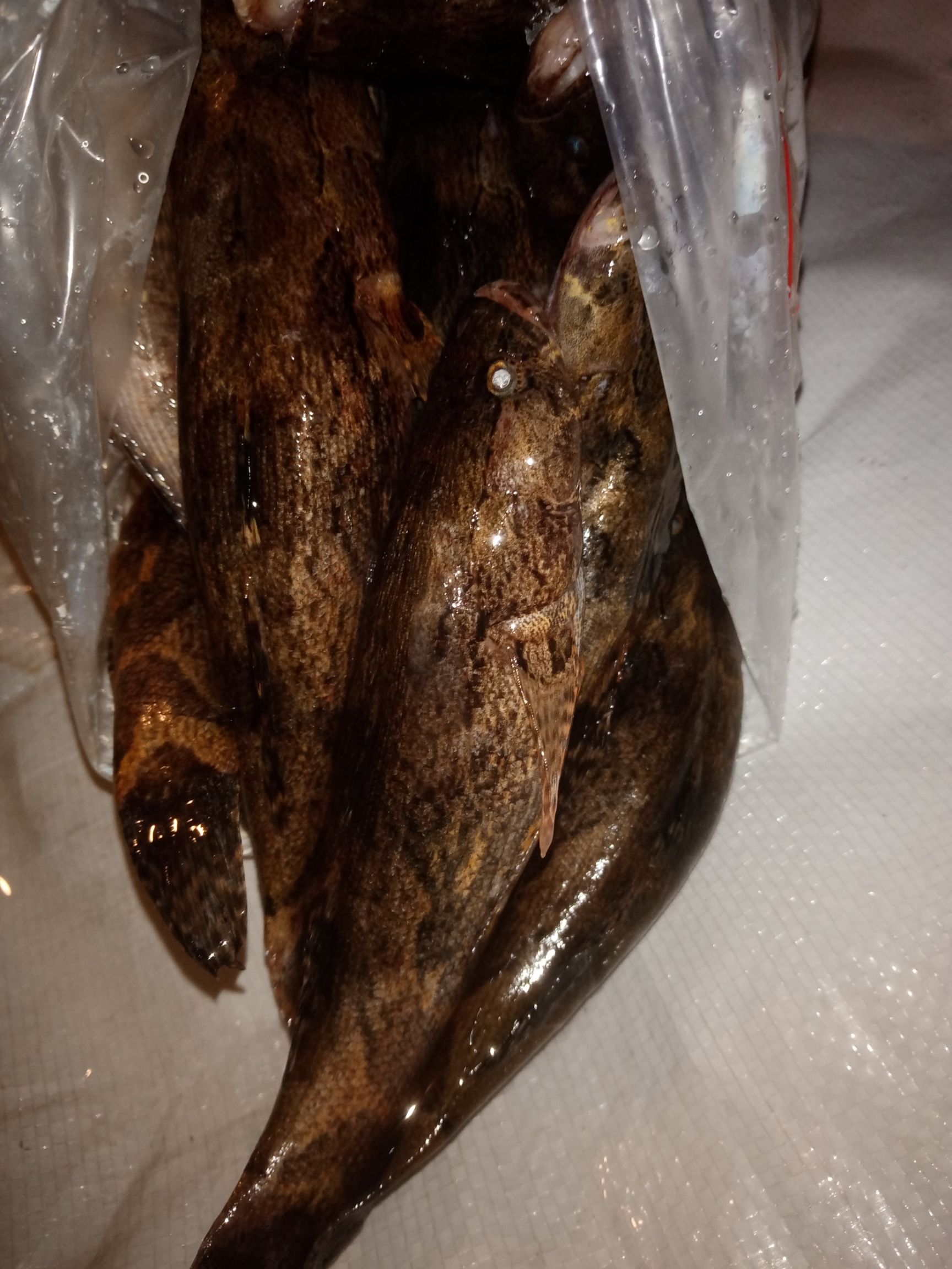 冰鲜笋壳鱼，批发海南水库天然绿色食品笋壳鱼大量供应。