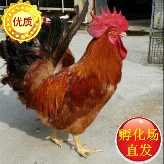 广州肉鸡苗  大种新黄花公厂家直销  诚信经营