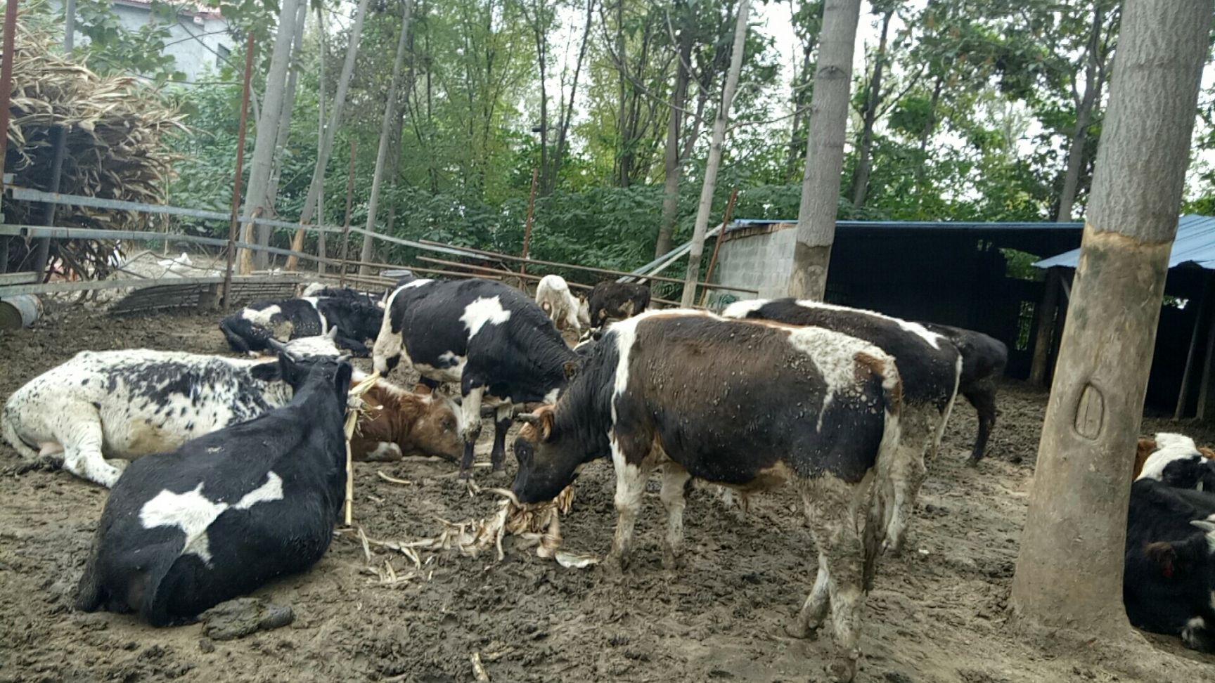 杂交牛  育肥小公牛400斤 价格不贵