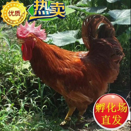 广州三黄鸡苗  快大红花公苗 厂家直销 诚信经营 下单就送2%