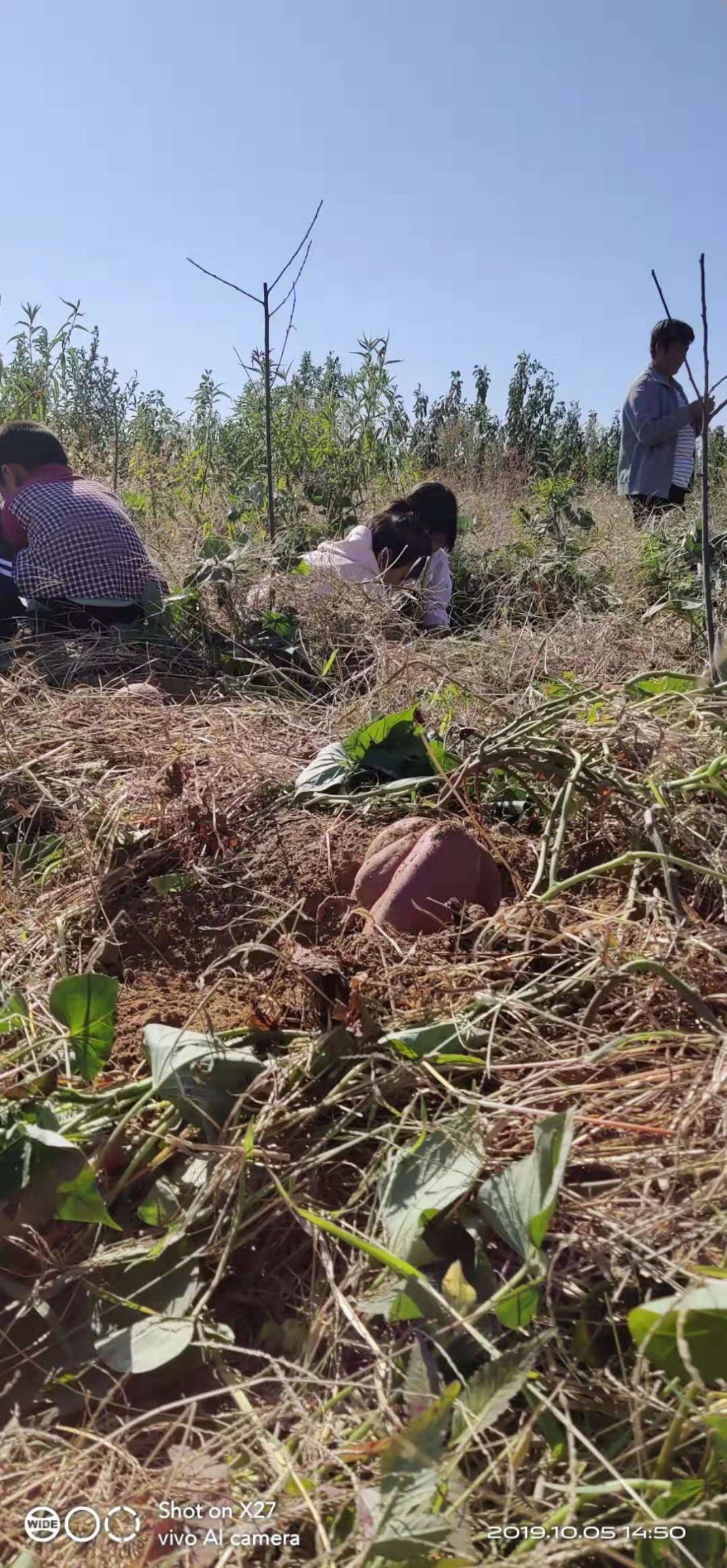 烟薯25西瓜红济薯26板栗红薯淀粉薯济薯25紫薯（紫罗兰）