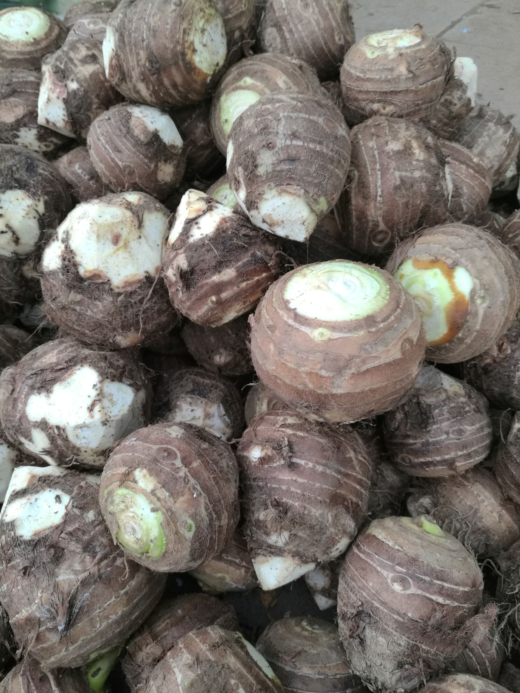 芋头种子 3cm以上