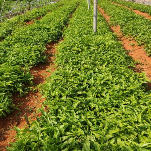 南宁百部种子  出售红花百部苗