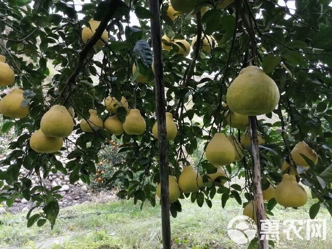 合江真龙柚上市了