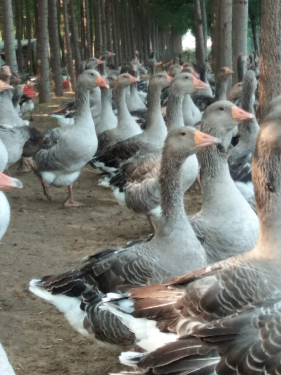 马岗鹅苗  《孵房直供大苗》马冈鹅苗  朗得鹅苗 包打疫苗