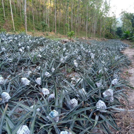 凤梨  福建程溪菠萝香甜可口