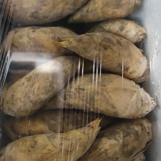 长沙县冬笋  来自大山深处的绿色食材