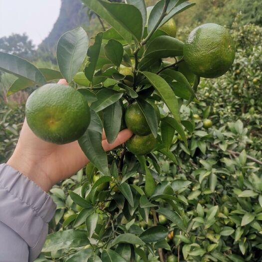 鹿寨县 纯甜味的巴西清香橘上市了