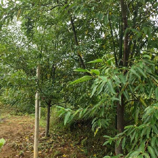 胡椒苗 木姜子大树 山胡椒结果树 手续齐全