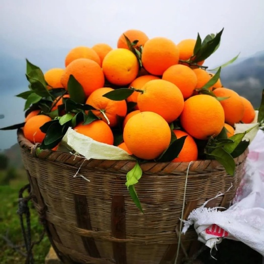 兴山县圆虹脐橙 统货