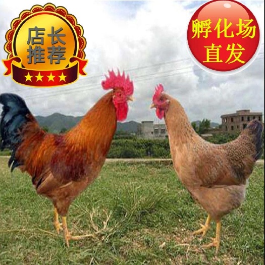 广州灵山土鸡  出壳打疫苗 厂家直销 诚信经营