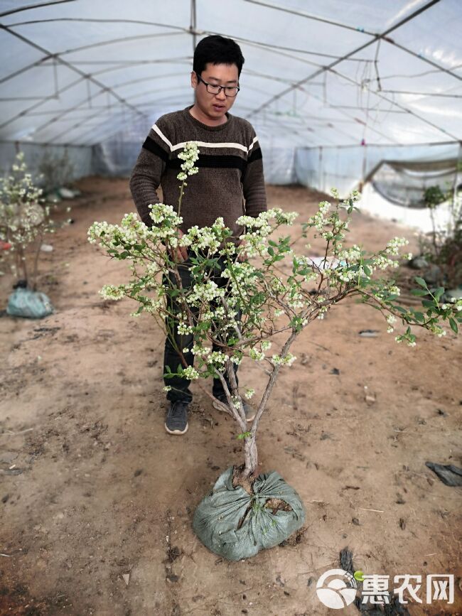 兔眼蓝莓苗  山东蓝莓苗盆栽地栽兔眼蓝丰南北方阳台种植当年结果苗草莓苗包邮