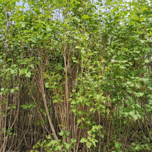 凤城市小叶丁香 2cm以下 4cm以下 1.5~2米 