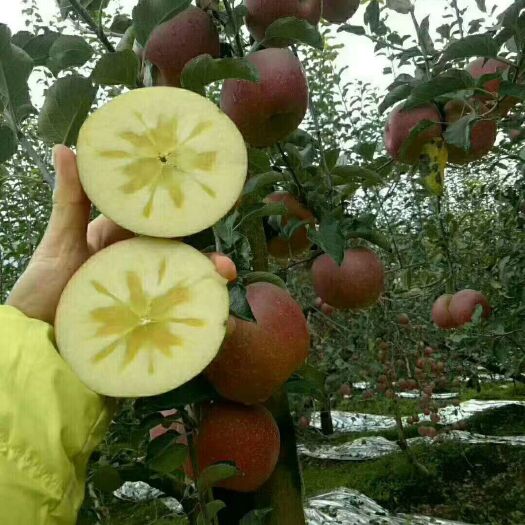 昭通红富士苹果  糖心  自然生长不打蜡 虽然长得丑  但是很甜