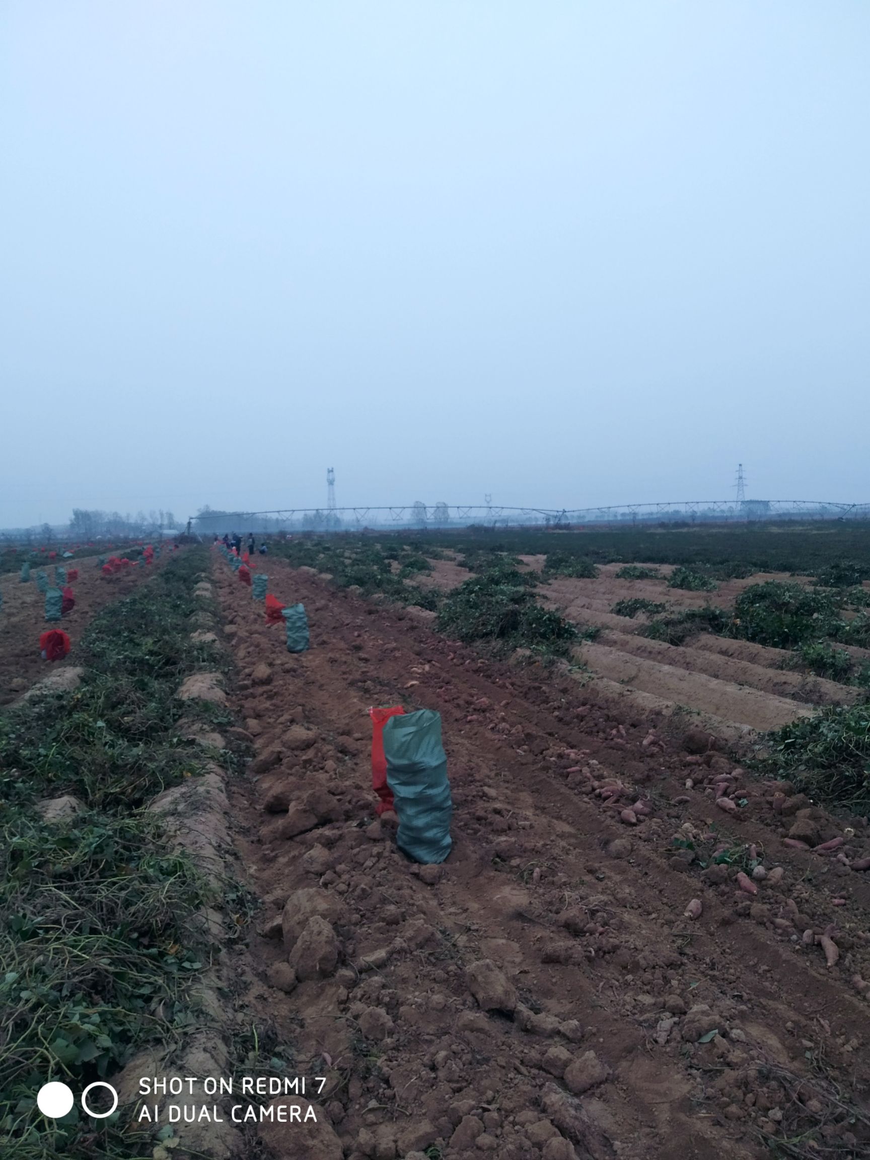 烟薯25西瓜红济薯26板栗红薯淀粉薯济薯25紫薯（紫罗兰）