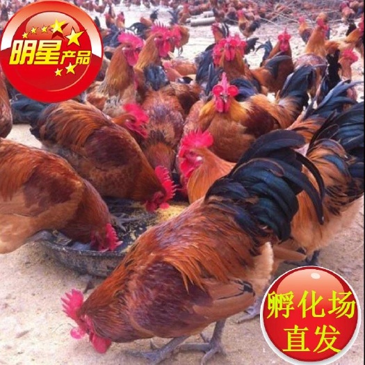 广州青脚麻鸡苗  快大青脚麻公苗 铁脚麻鸡苗 90天8斤 一手货源 诚信经营