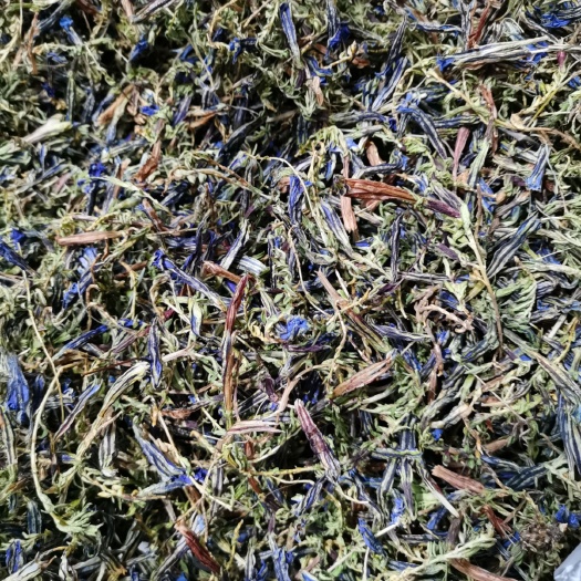 林芝西藏龙胆花
