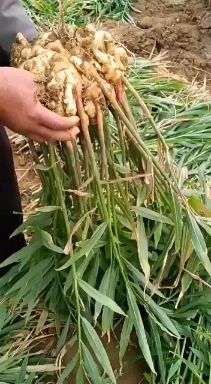 小黄姜，水洗姜，窖藏姜，保鲜姜，姜母，产地直销，一手货源，