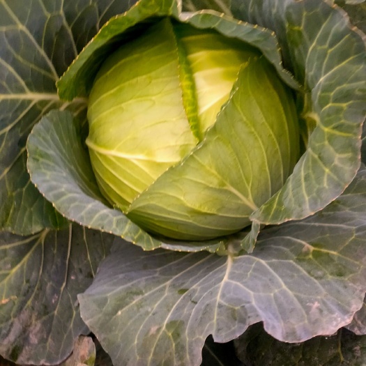 新野县平包菜  夲地扁苞菜，甘蓝大上市，品种，质量过硬，做工精细，