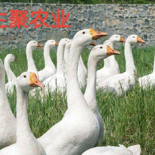 大邑县大三花鹅苗  免费提供养殖技术，最低投入，2个月资金回笼