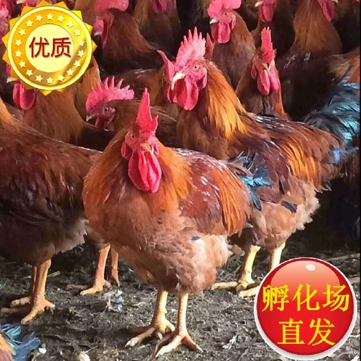 广州红公鸡苗  红羽新麻六公鸡苗 厂家直销 诚信经营
