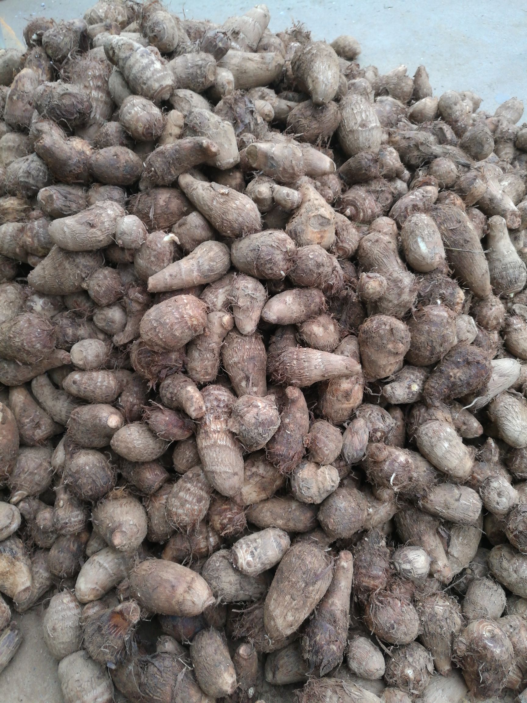 芋头种子 3cm以上