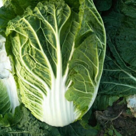 黄心大白菜大量上市     供应量大产地直发