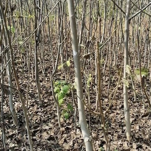 扶风县富红苹果苗 核桃树