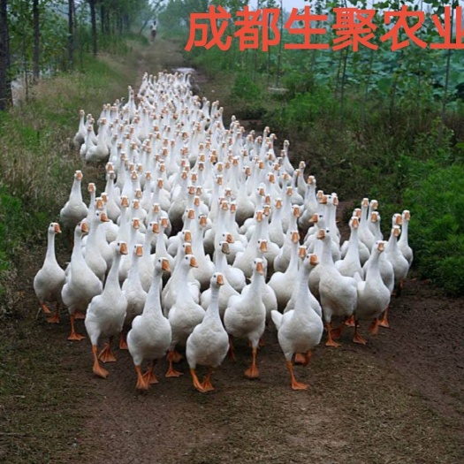 大邑县大三花鹅苗  免费提供养殖技术全程技术指导，包回收！