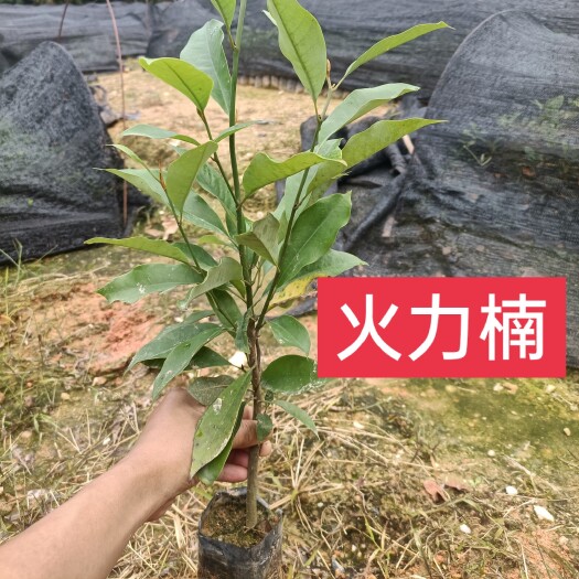 广州火力楠木苗  40公分起火力楠杯苗