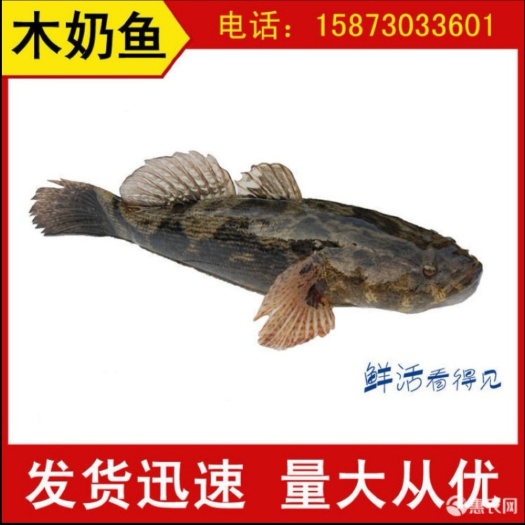 襄樊 笋壳鱼 木奶鱼 大量批发鲜活冰鲜木乃乃鱼 肉质细嫩 酒店特色