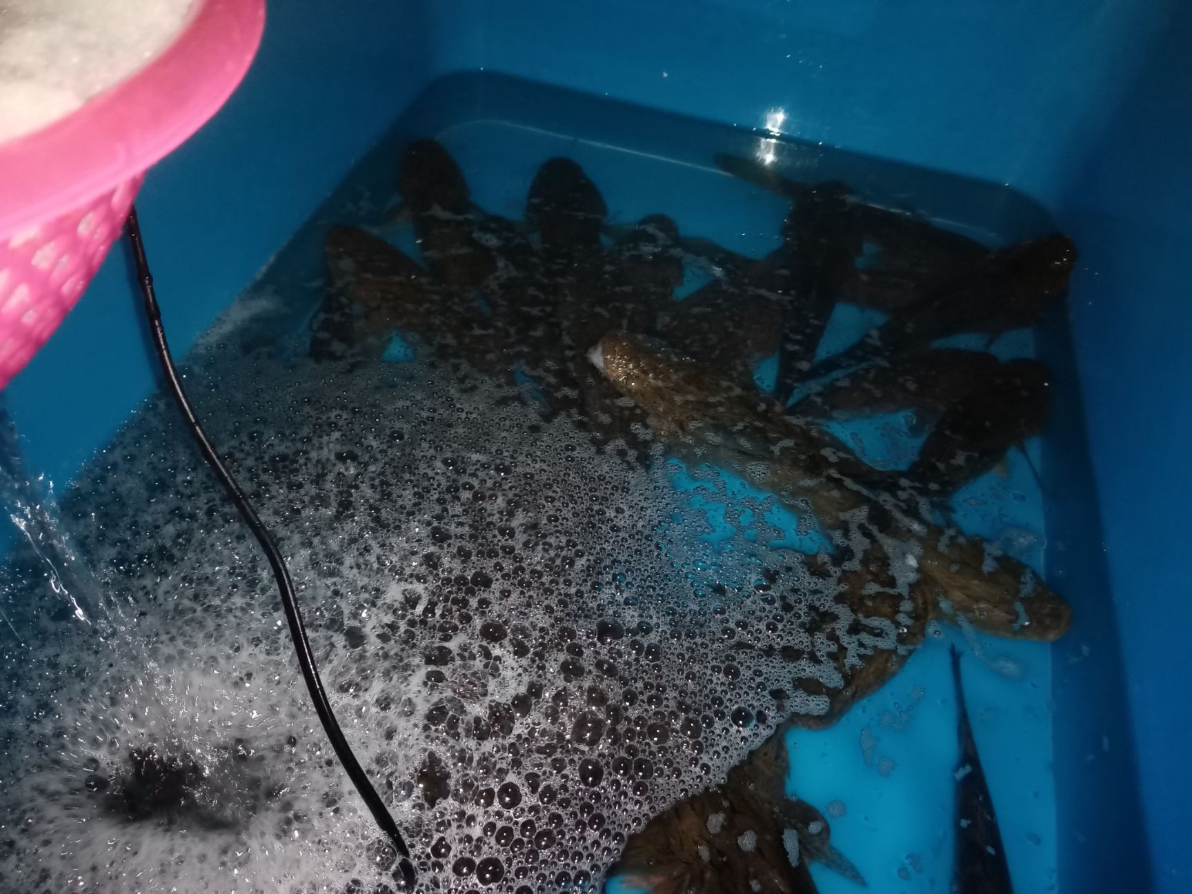 冰鲜笋壳鱼，批发海南水库天然绿色食品笋壳鱼大量供应。