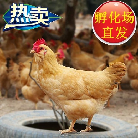 广州胡须鸡苗  正宗品种  诚信经营