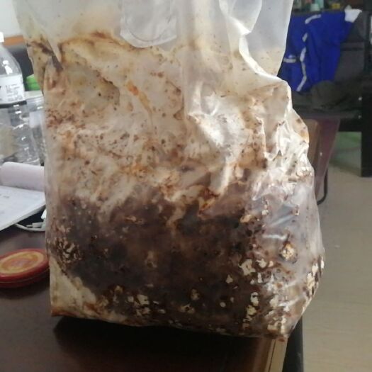 温县香菇菌种  纳米全氧袋四方包香菇种植新技术