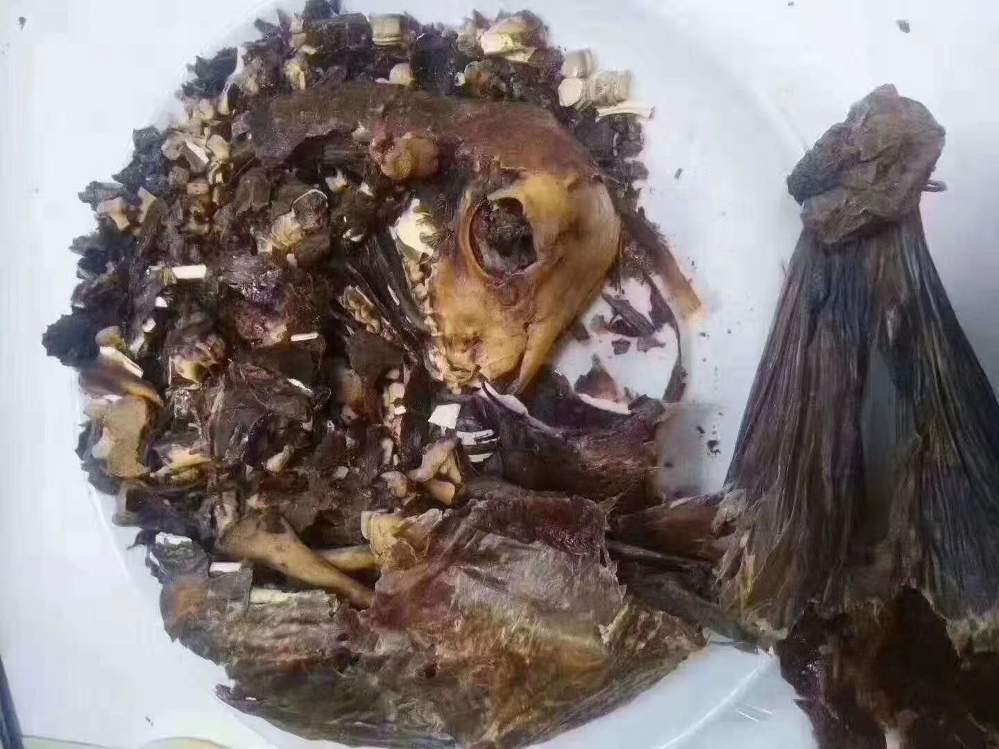 纯正鹿胎免费打粉 纯度°/100女性佳品