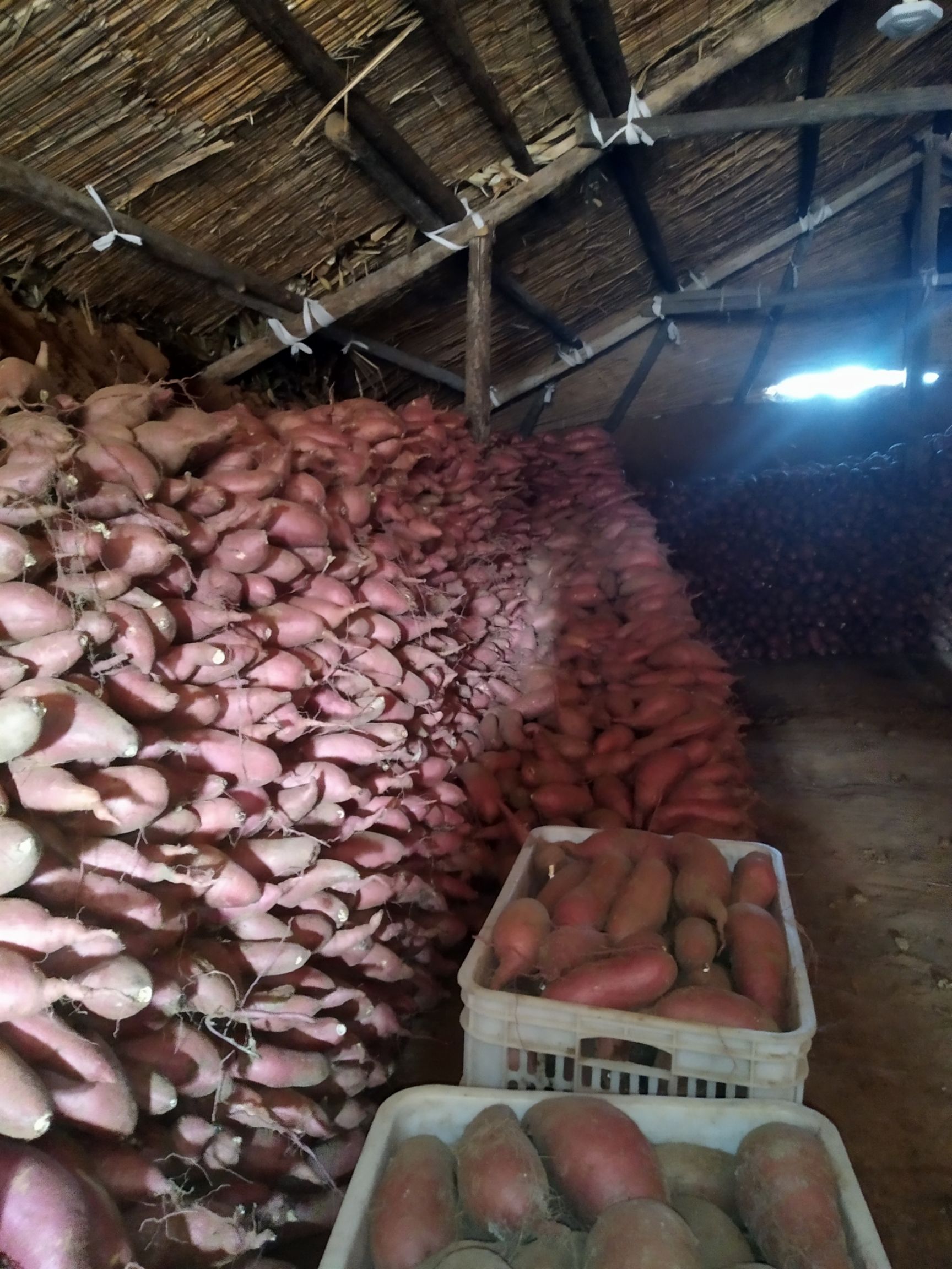 烟薯25西瓜红济薯26板栗红薯淀粉薯济薯25紫薯（紫罗兰）