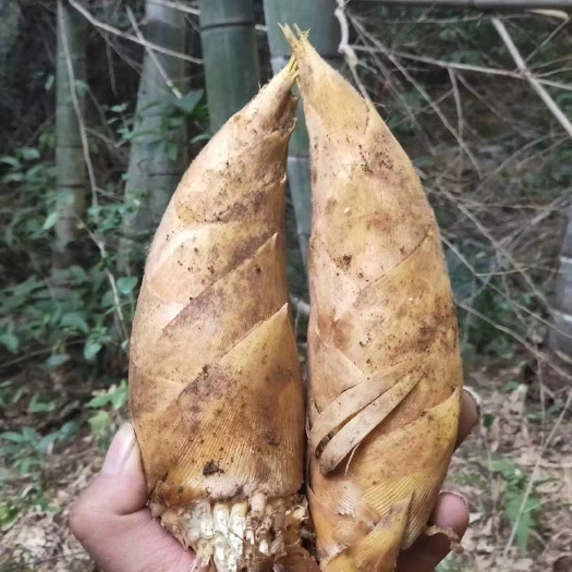 祁阳市冬笋