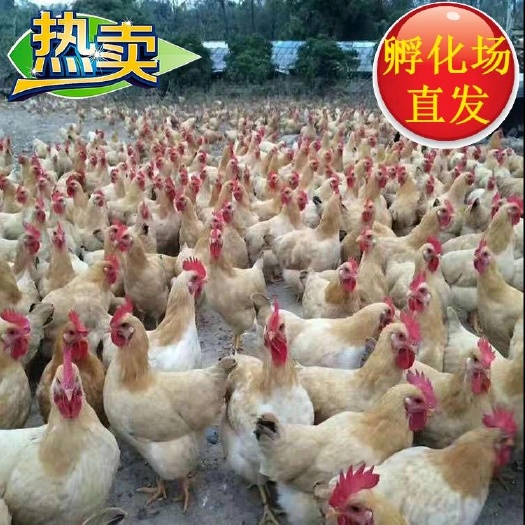 广州土鸡苗  三黄鸡苗  土1.5母鸡苗 厂家直销 品种纯正