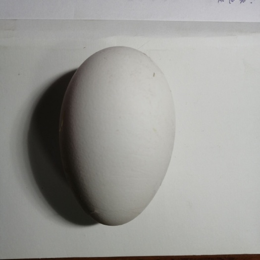 获嘉县鲜鹅蛋每天2000枚