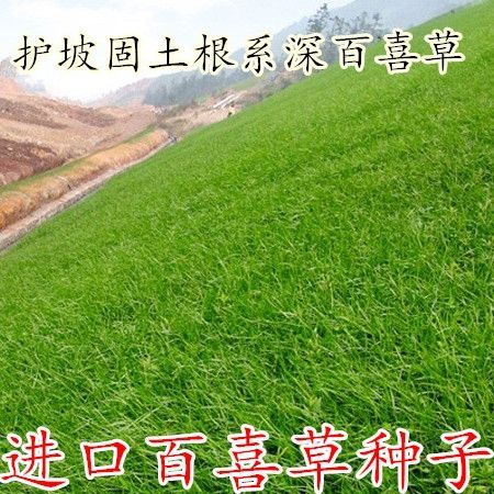 沭阳县百喜草种子  宽叶雀稗种子国产百喜草种籽宽叶草护坡绿化草种畜禽牛羊鱼兔牧草