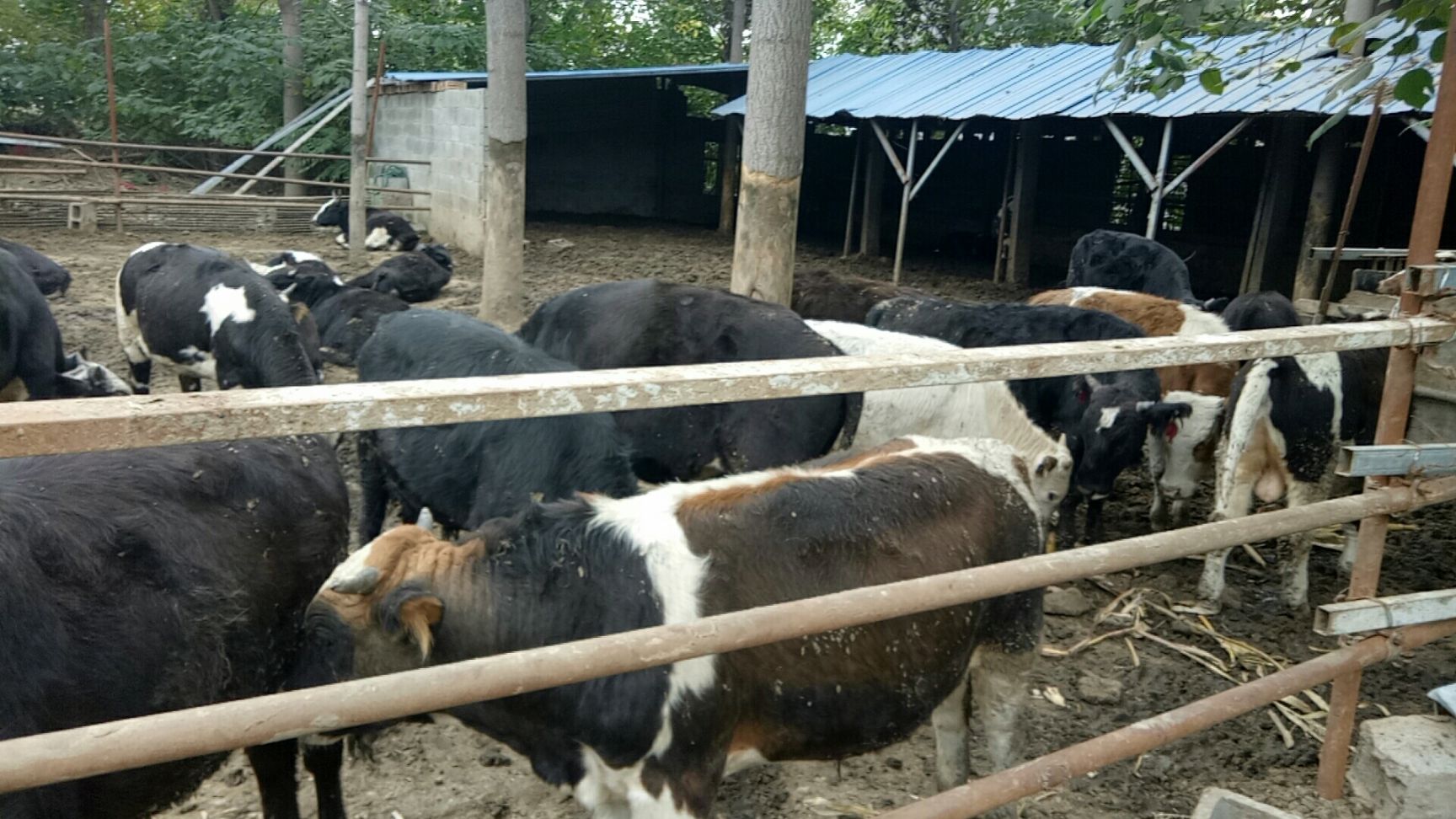 杂交牛  育肥小公牛400斤 价格不贵