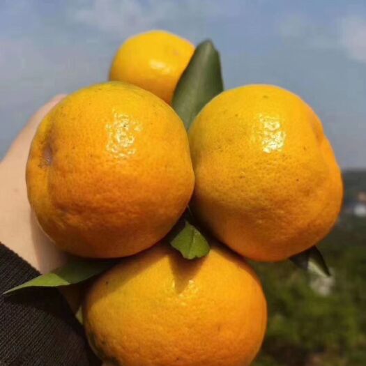 石门县石门蜜橘 石门早熟蜜桔